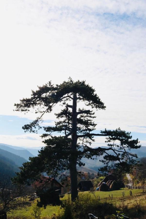 Appartamento Vila Zorica Vodice Zlatibor Esterno foto